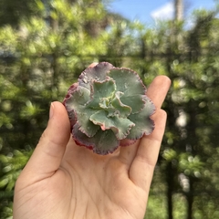 Echeveria gibbiflora noway pote 09 (corte)