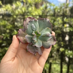 Echeveria gibbiflora dragon queen pote 09 (corte)