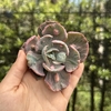 Echeveria beyoncé rainbow pote 11 (corte)