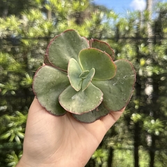 Echeveria gibbiflora suyan pote 11 (corte)