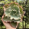 Echeveria gladis cuevas pote 15 (corte)