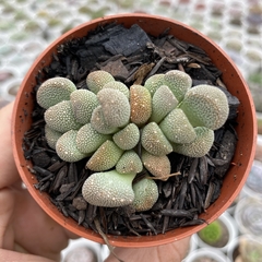 Aloinopsis luckhoffii