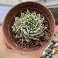 Echeveria secunda nichoani