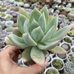 Echeveria saint germain - comprar online