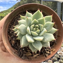 Echeveria thinginshu