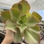 Echeveria gibbiflora takasago no okina - comprar online