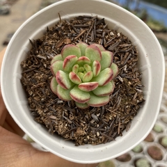 Echeveria diamond heart chuster (Korean)