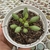 Adromischus indian clubs