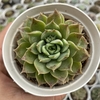 Echeveria mohican