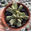 Aloinopsis setifera