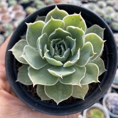 Echeveria judith