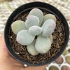 Pachyphytum bracteosum