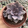 Graptoveria debbie