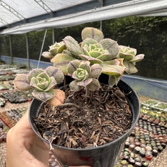 Aeonium mascaense - comprar online