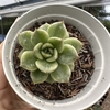 Echeveria eve dragon