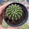 Echinopsis oxygona