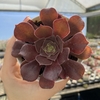 Aeonium cyclops