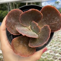 Echeveria gibbiflora japão x mahogany