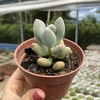 Pachyphytum blue haze