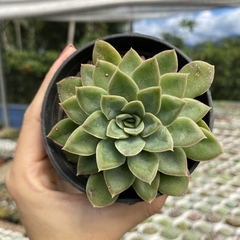 Echeveria hibrida de pulidonis