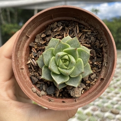 Echeveria fabiola