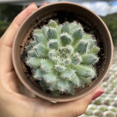 Echeveria setosa var. minor