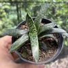 Gasteria bicolor var. liliputana