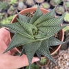 Haworthia limifolia spiralis