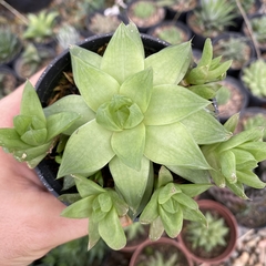 Haworthia cymbiformis