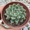 Graptoveria solow