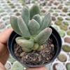 Pachyphytum Dr cornelius