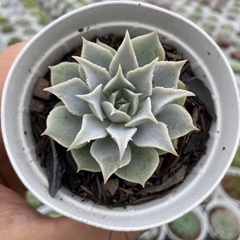 Echeveria lola x simulans