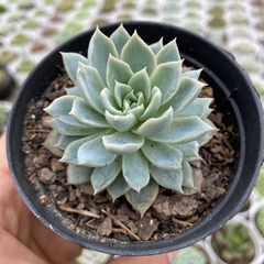 Echeveria violet queen