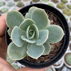 Echeveria blade runner