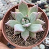 Echeveria colorata brandtii