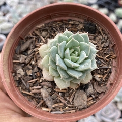 Echeveria graziella