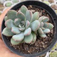 Echeveria hibrida