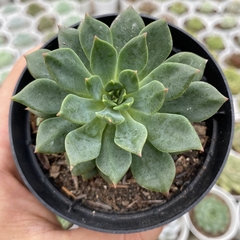 Echeveria green emerald