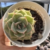 Echeveria hannah