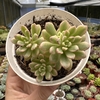 Sedum joyce tulloch variegata