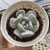 Echeveria exotic