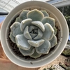 Echeveria snow bunny