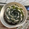 Echeveria mary bell