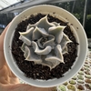 Echeveria thriller pearl