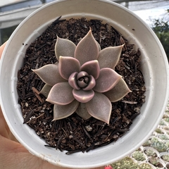 Echeveria tobarensis - comprar online