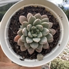 Graptoveria hermes