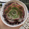 Echeveria rauber