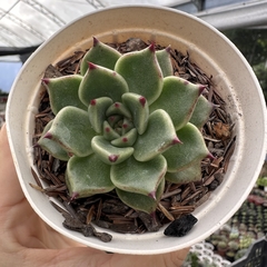 Echeveria sara bonnie