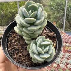 Echeveria spring jade