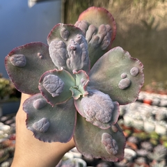 Echeveria gibbiflora bacarus